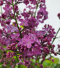 Pocahontas Lilac deep purple blooms