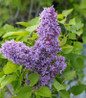 Royal Purple Lilac deep purple blooms
