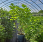 Royal Purple Lilac #3 container
