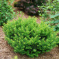 Healthy Dense Spreading Yew Plant