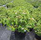 Summer Snowflake Viburnum nursery container plant