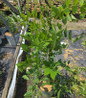 Blue Moon Wisteria in pot