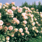 Eden Climber® Climbing Rose Flowering