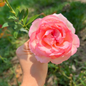 Eden Climber® Climbing Rose customer review