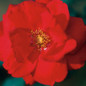Ramblin' Red® Climbing Rose Blooming