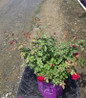 Ramblin' Red Climbing Rose in pot