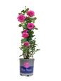 True Gratitude Climbing Rose in pot