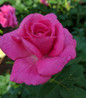 True Gratitude Rose deep red bloom