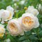 Claire Austin English Climbing Rose Blooming