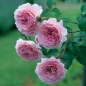 James Galway Climbing Rose clustered pink blossoms