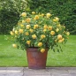 Golden Celebration Rose flowering in pot