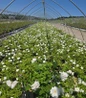 Iceberg Floribunda Rose nursery