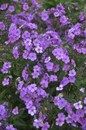Cloudburst Phlox with Purple Pink Flowers
