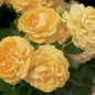 Julia Child™ Floribunda Rose Flowers Close Up