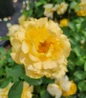 Julia Child Rose buttery yellow bloom