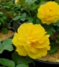 Julia Child Rose fragrant double flowers