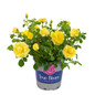 True friendship in branded pot