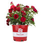 True Love™ Rose in red pot