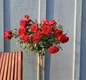 True Love™ Rose tree form