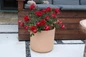 True Love™ Rose in patio