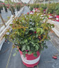 True Love Rose nursery container plant
