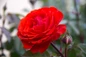 True Passion Hybrid Tea Rose flower close up
