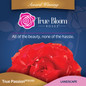 True Passion Hybrid Tea Rose cover