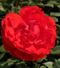 True Passion Rose deep pink bloom