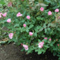 Blushing Knock Out® Rose Growing in the Garden