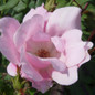 Blushing Knock Out Rose soft pink bloom