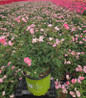 Blushing Knock Out Rose nursery container plant