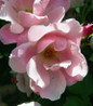 Blushing Knock Out Rose abundant flower clusters