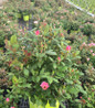 Blushing Knock Out Rose #3 container