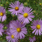 Raydon's Favorite Aromatic Aster Flowering