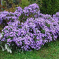 Raydon's Favorite Aromatic Aster Covered in Blooms