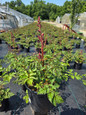Purple Candles Astilbe  in pot