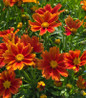 Darling Clementine Tickseed bright orange flowers