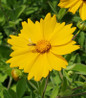 Tickseed bee friendly yellow flowers