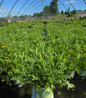 Sunshine Superman Star Tickseed in nursery container