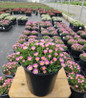 DELOSPERMA JEWEL DESERT `ROSE QUARTZ`