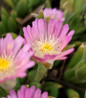 Jewel of Desert Rose Quartz flower focus