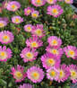 Jewel of Desert Rose Quartz full of bloom