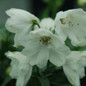 White Guardian Larkspur Flowers Close Up