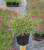 Pinks nursery container plant