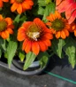 Fiesta Orange Coneflower flowering perennial