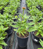 Fiesta Orange Coneflower container crop