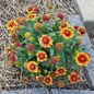Arizona Sun Blanket Flower customer photo main image