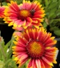 Spintop™ Orange Halo Blanket flower close up