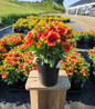 Spintop® Orange Halo Blanket Flower in #1 pot