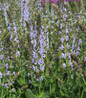Perfect Profusion Salvia with Blue Flowers
